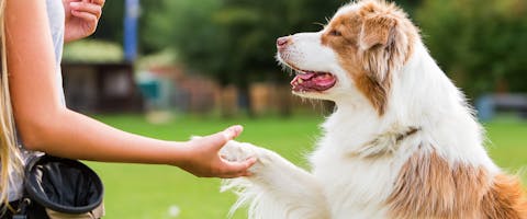 How Much Does Dog Training Cost TrustedHousesitters